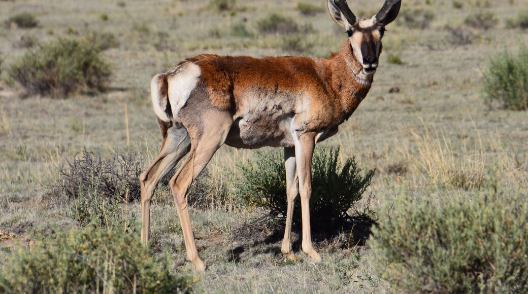 This beautiful antelope just watched us as we drove by. Beautiful area near the VLA