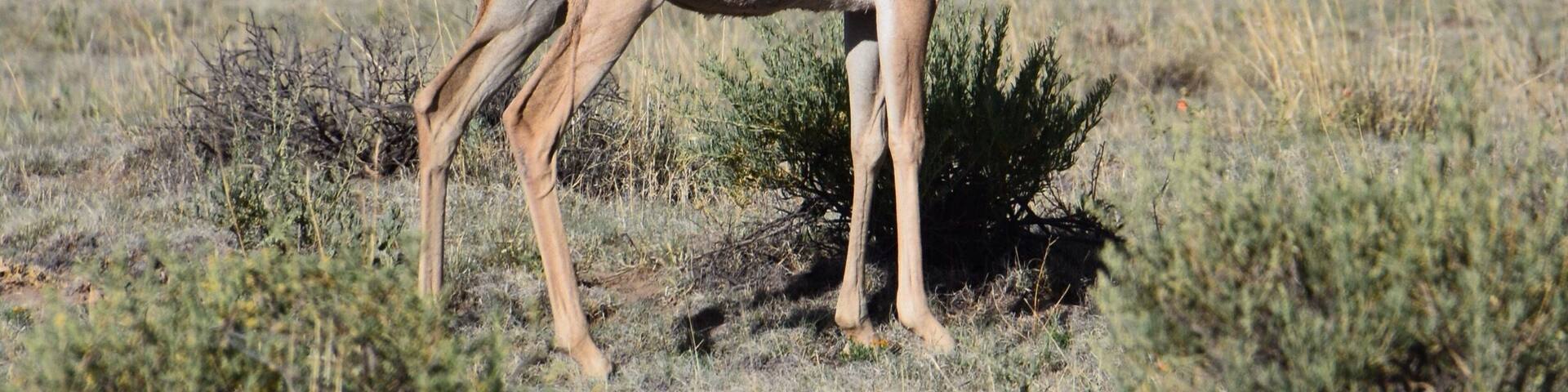 This beautiful antelope just watched us as we drove by. Beautiful area near the VLA