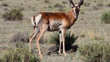 This beautiful antelope just watched us as we drove by. Beautiful area near the VLA