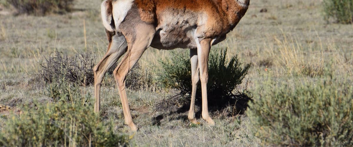 A pronghorn standing in a grassy field with sparse vegetation.