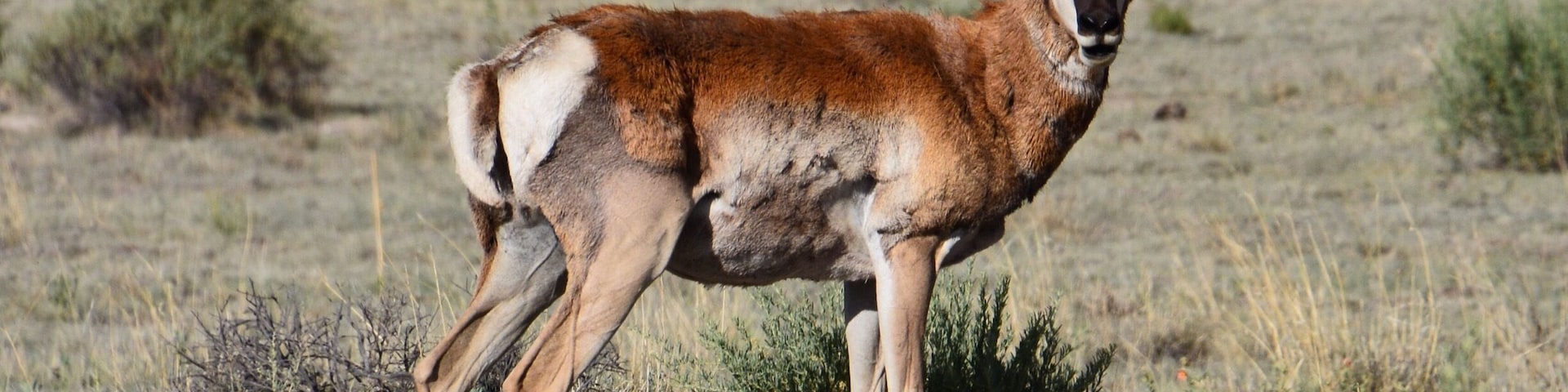 A pronghorn standing in a grassy field with sparse vegetation.