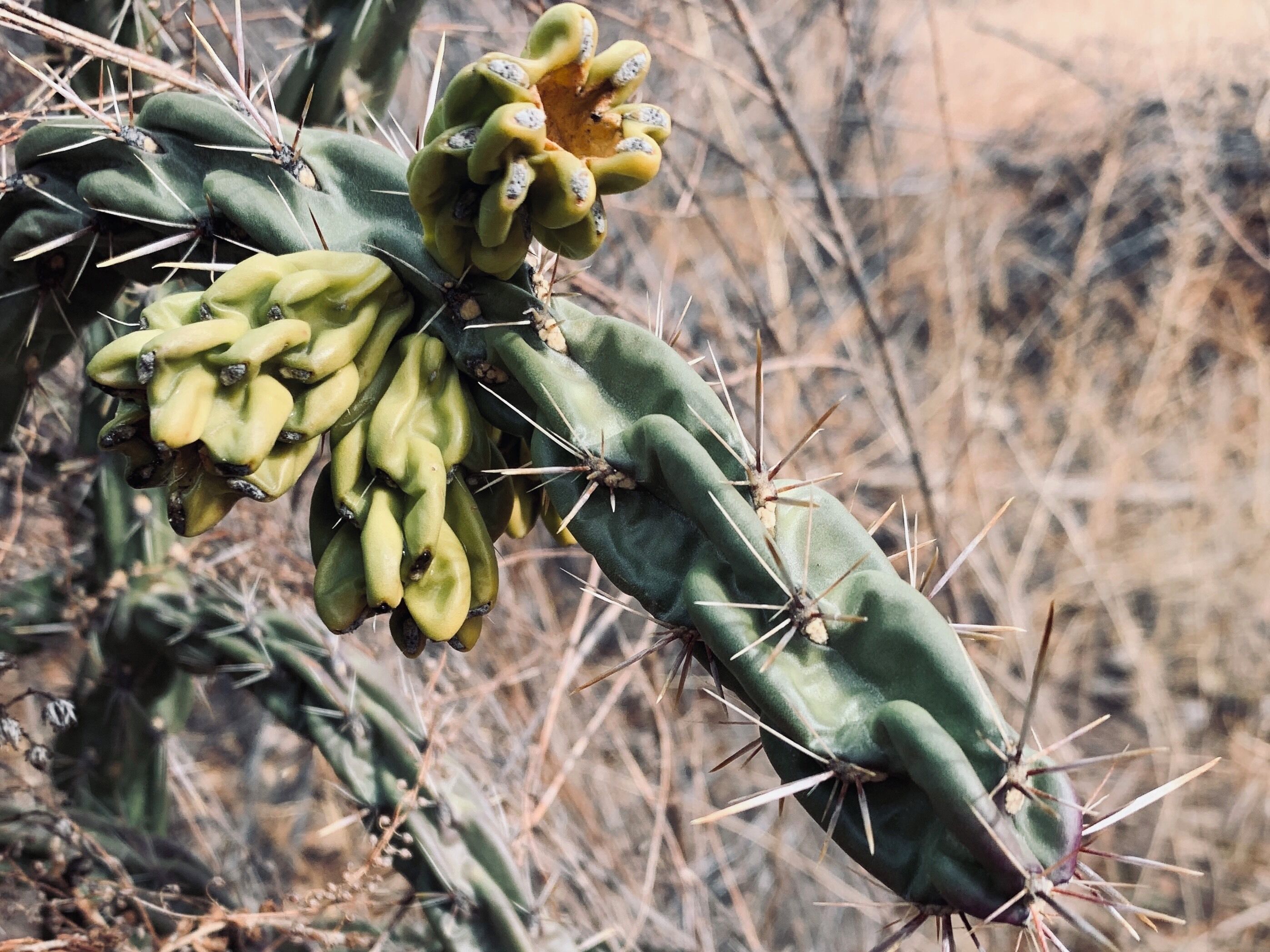 Hiked along 285 and took a bunch of photos of the pants and terrain.