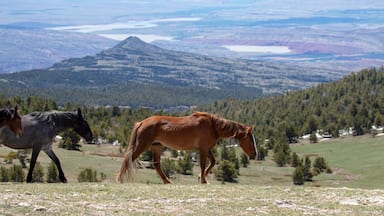 Wild horse - Dun mare walking above the Big Horn Canyon in the Pryor Mountain wild horse reserve in the western United States