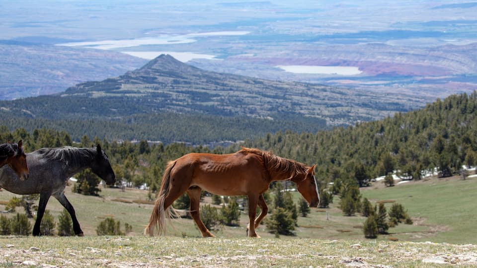 Two horses on a grassy field with a mountain and lake in the background.