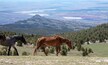 Wild horse - Dun mare walking above the Big Horn Canyon in the Pryor Mountain wild horse reserve in the western United States