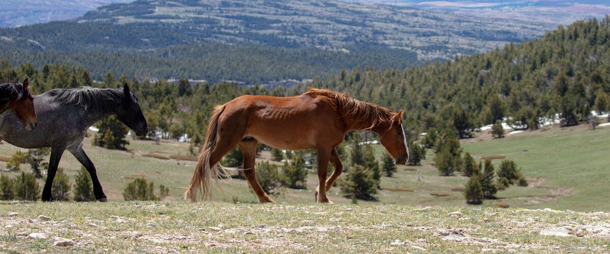 Wild horse - Dun mare walking above the Big Horn Canyon in the Pryor Mountain wild horse reserve in the western United States