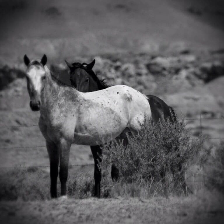 Navajo nation is all over the desert Midwest, but seldom see it from anything but a drive by glance. Spending a few weeks with families of the Navajo nation gave me a new and profound perspective of their culture. Living in a desert is by far not what I would ever want, but after listening and living with the Navajo for a few weeks I've come to understand and have respect for the Navajo, their culture, hospitality, and respect for others and their nation. 