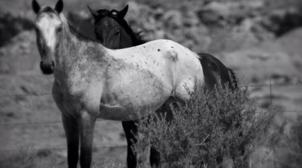 Navajo nation is all over the desert Midwest, but seldom see it from anything but a drive by glance. Spending a few weeks with families of the Navajo nation gave me a new and profound perspective of their culture. Living in a desert is by far not what I would ever want, but after listening and living with the Navajo for a few weeks I've come to understand and have respect for the Navajo, their culture, hospitality, and respect for others and their nation.