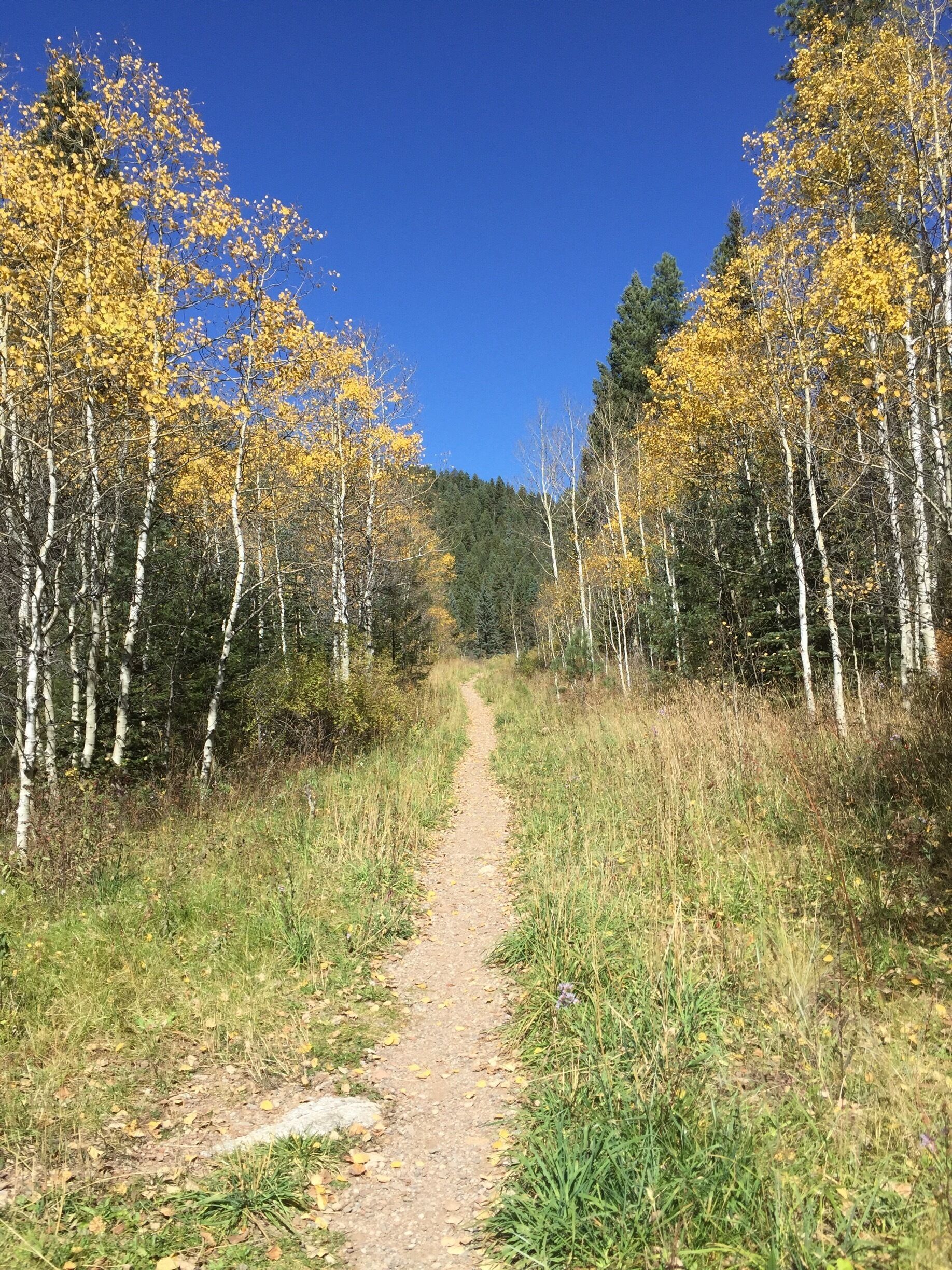 A forest path with birch trees and yellow leaves.