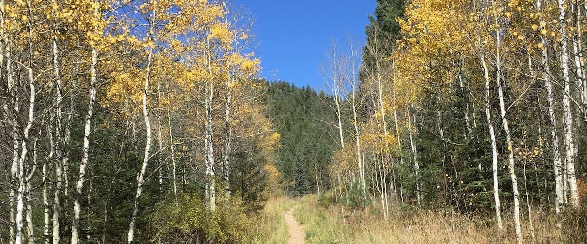A forest path with birch trees and yellow leaves.