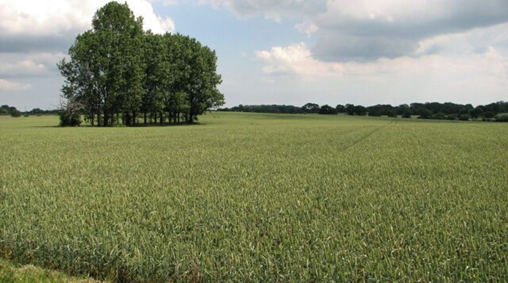 A row of trees surrounded by wheat, Uggeshall