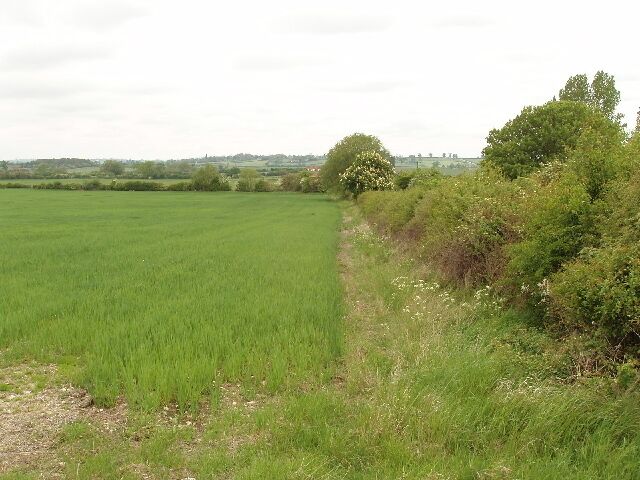 Wheat field Next to the track to Grendon Hill Farm