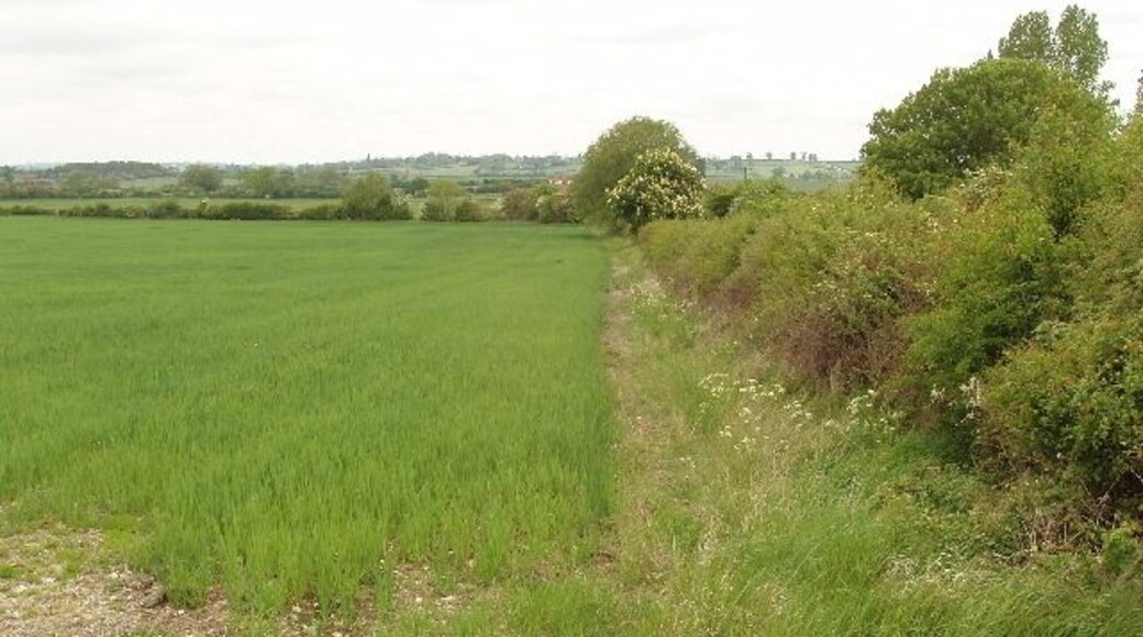 Wheat field Next to the track to Grendon Hill Farm