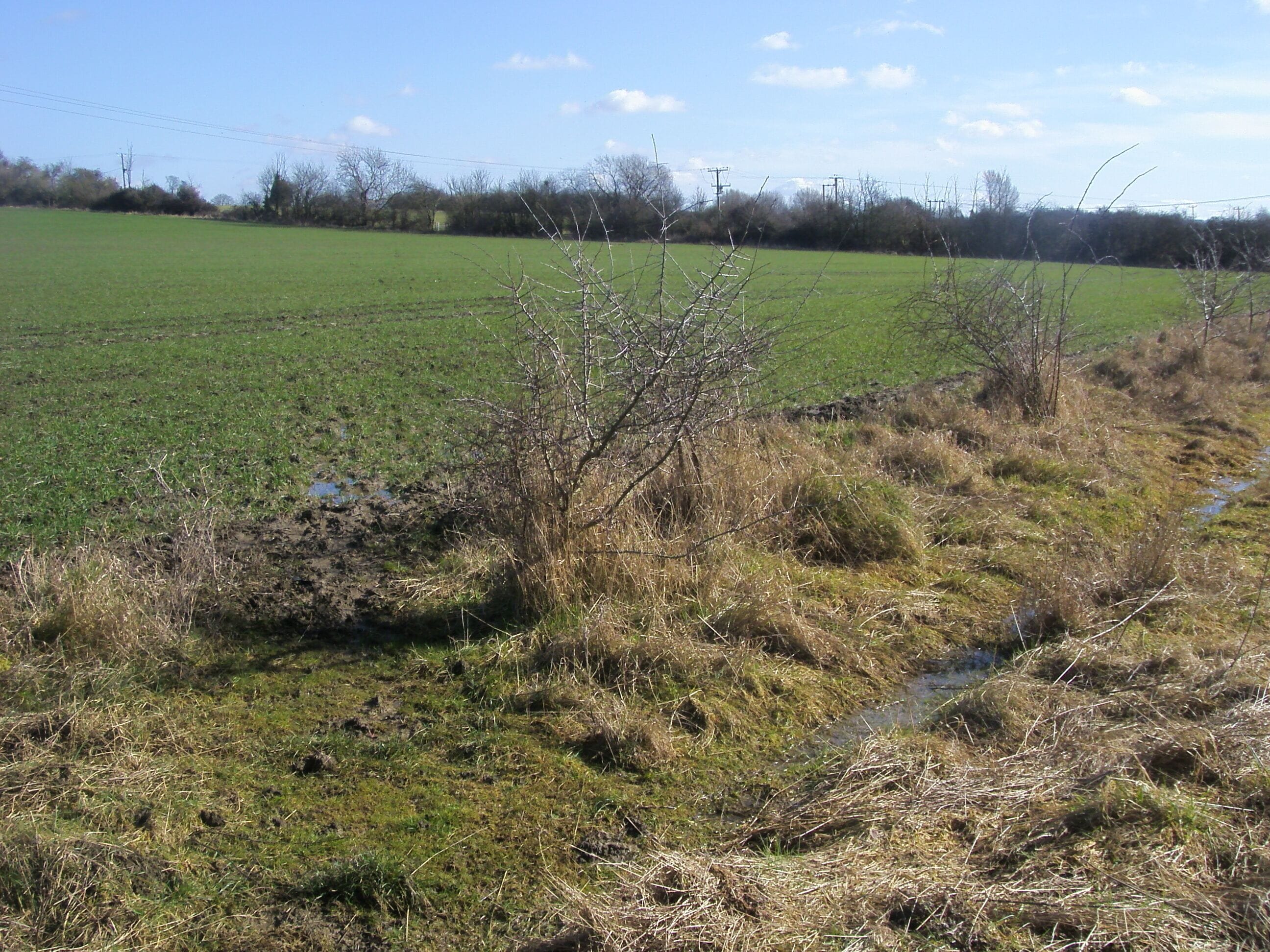 A rural landscape with a green field, a small stream, and leafless trees.