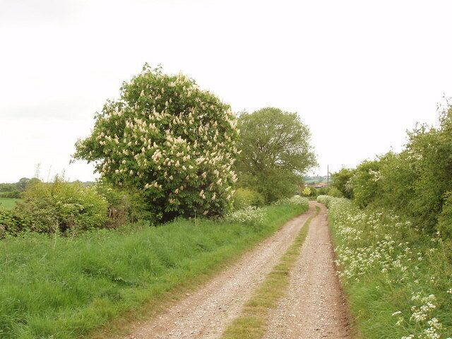 Horse chestnut in flower By the track to Grendon Hill Farm. Horse chestnuts are usually planted as ornamental trees but this one is in a field hedge, maybe it grew from a dropped conker.