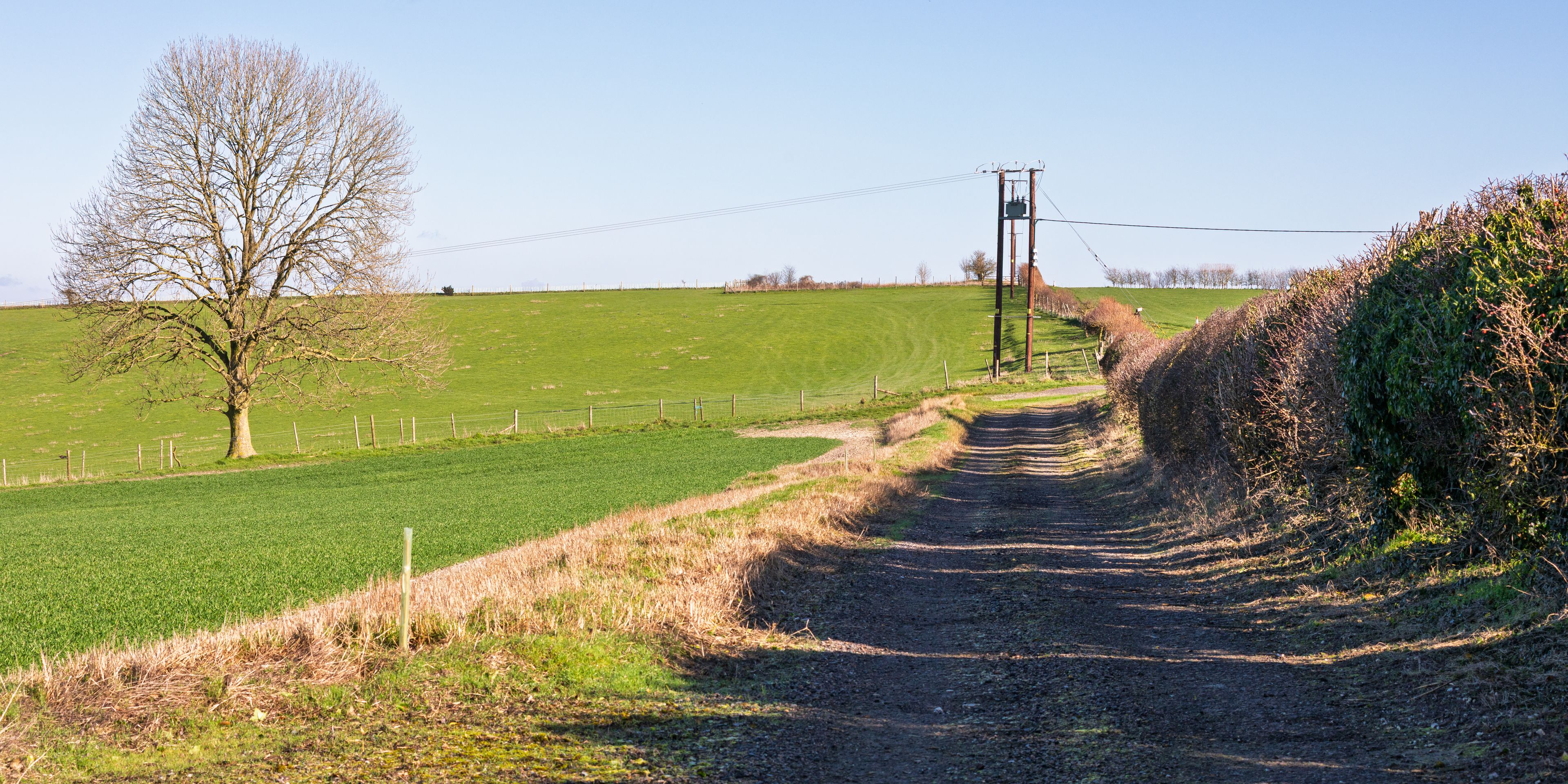 Paisaje rural con un camino de tierra, un árbol sin hojas, un campo verde y líneas eléctricas.