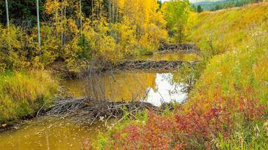 Trees in fall color surround three beaver dams in the Adirondack National Park, Upper New York.