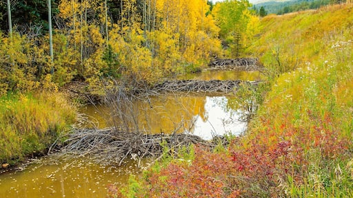 Trees in fall color surround three beaver dams in the Adirondack National Park, Upper New York.