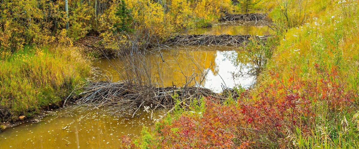 A river with surrounding autumn foliage and a forested area.