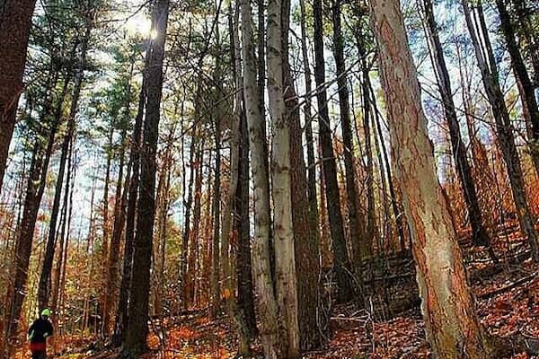 Into the woods. #hiking