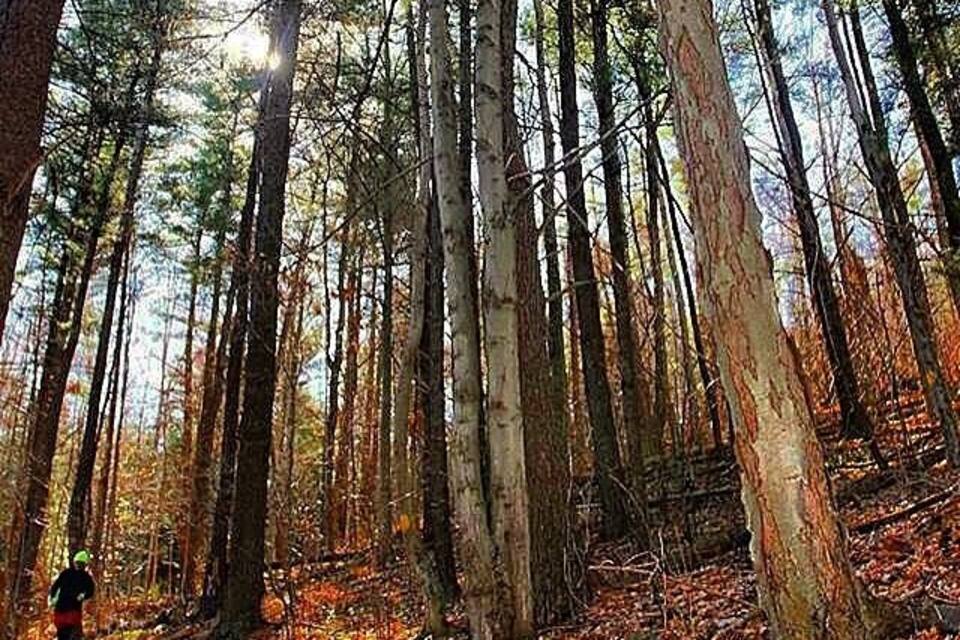 A forest with tall trees and a path.