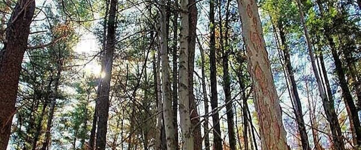 A forest with tall trees and a path.