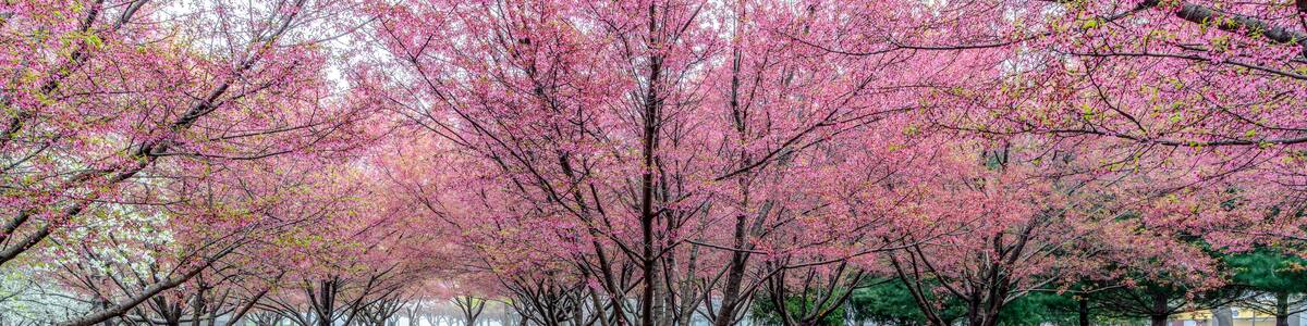Cherry blossom blooming tree in spring
