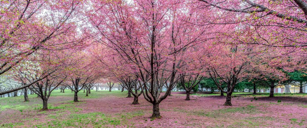 Cherry blossom blooming tree in spring