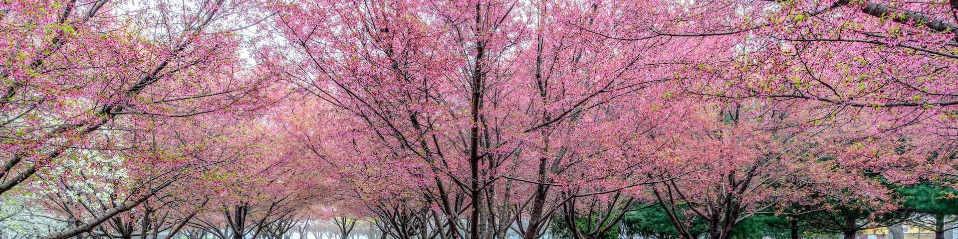 Cherry blossom blooming tree in spring