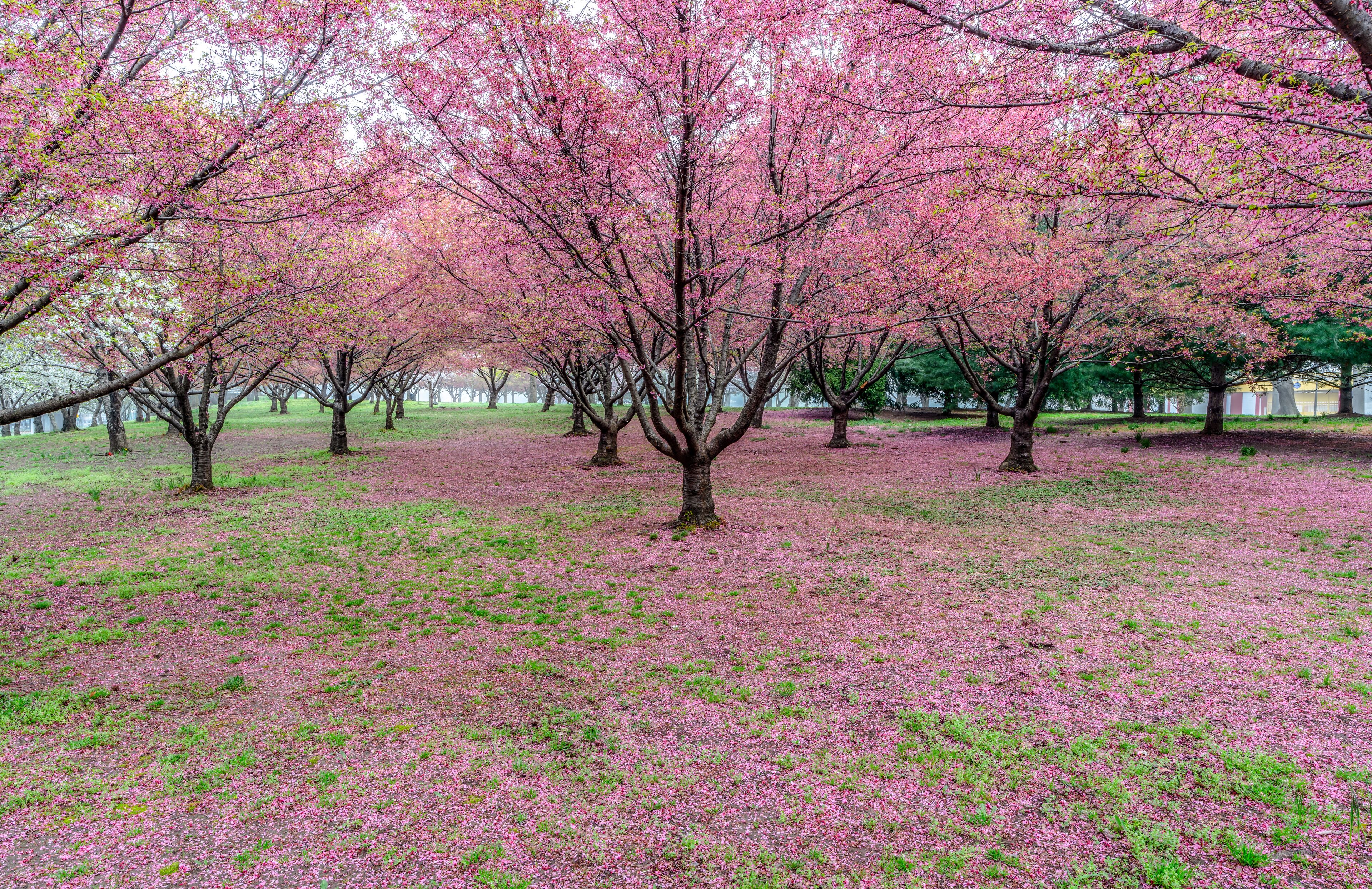 A park with cherry blossom trees in full bloom.