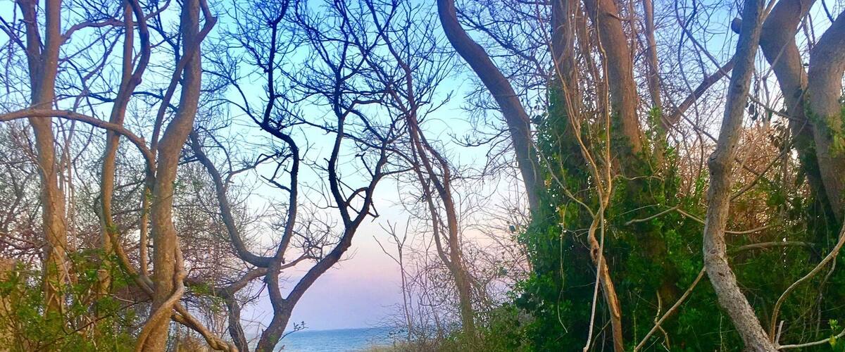 A narrow, rocky path leading through a forested area with trees on either side and a view of the sea in the distance.