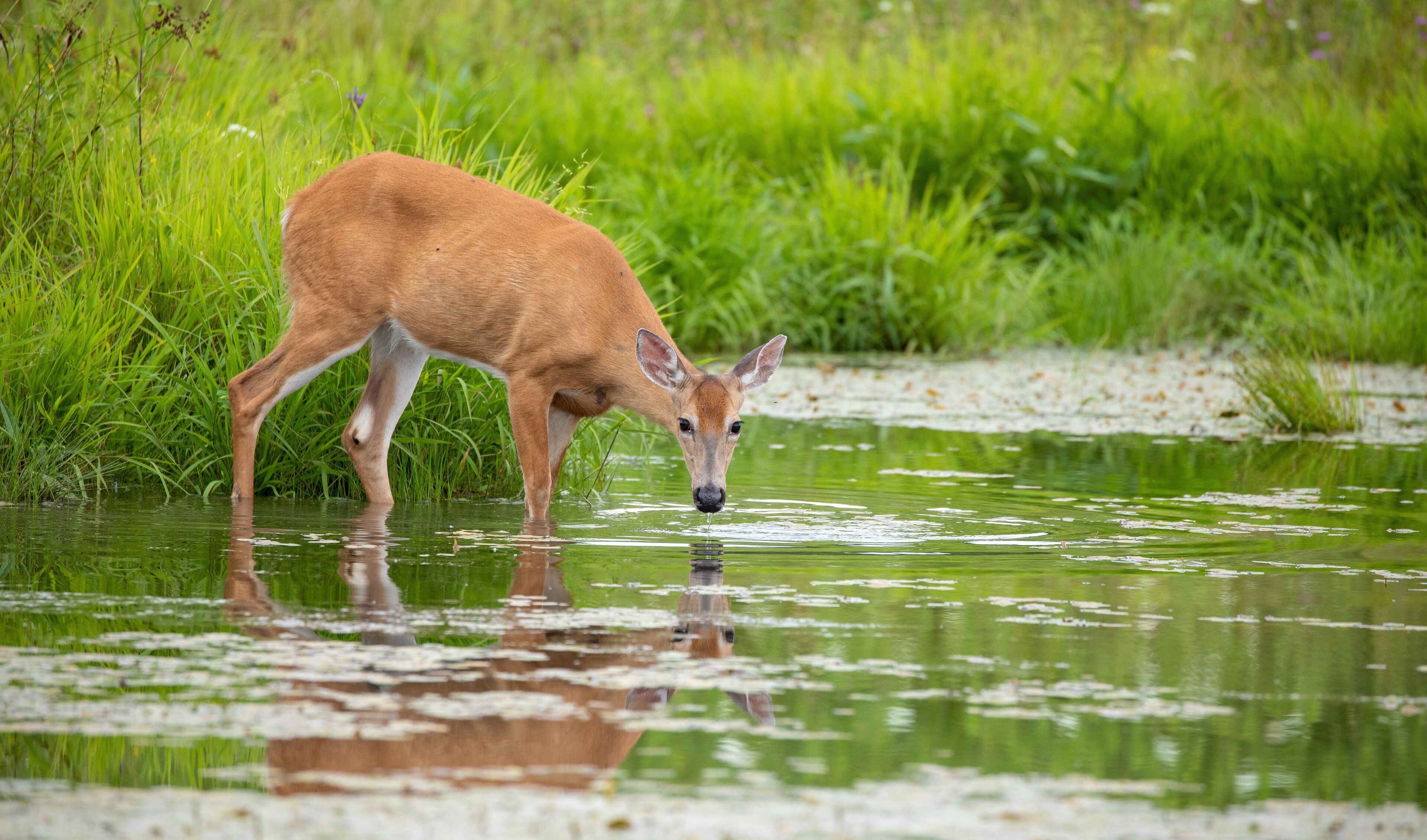 Deer having a evening snack on a pond. I was not spotted by the deer, she was not interrupted during the meal :)