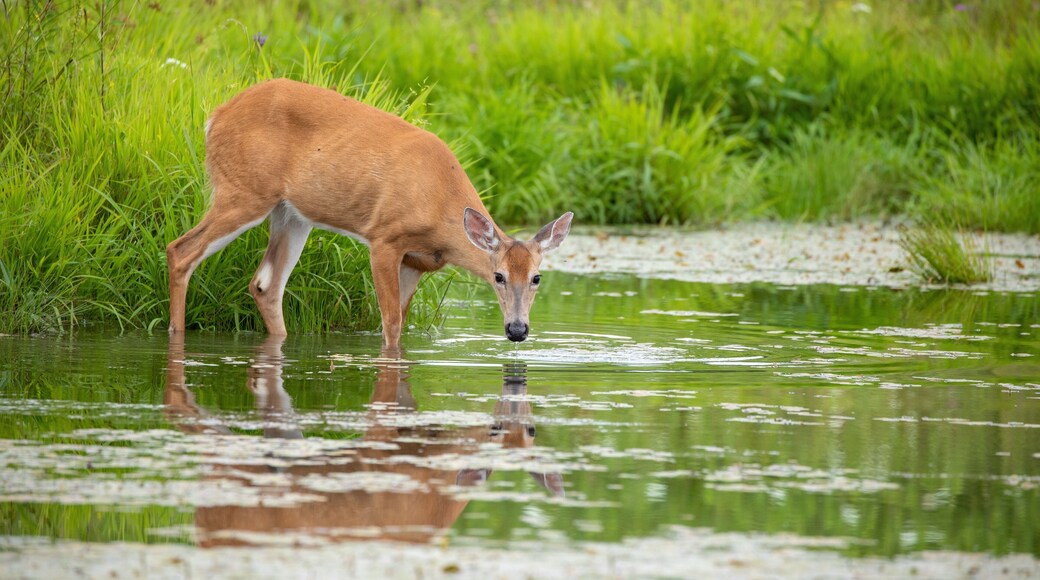 Deer having a evening snack on a pond. I was not spotted by the deer, she was not interrupted during the meal :)