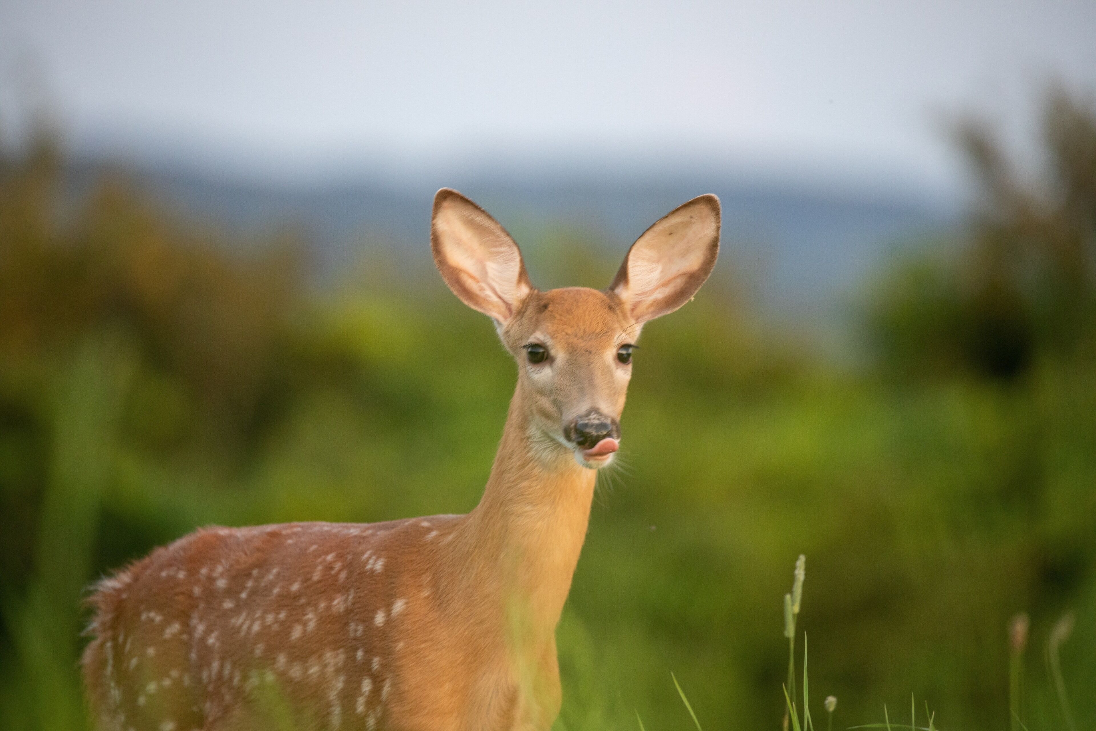 Fawn foraging for food at dusk