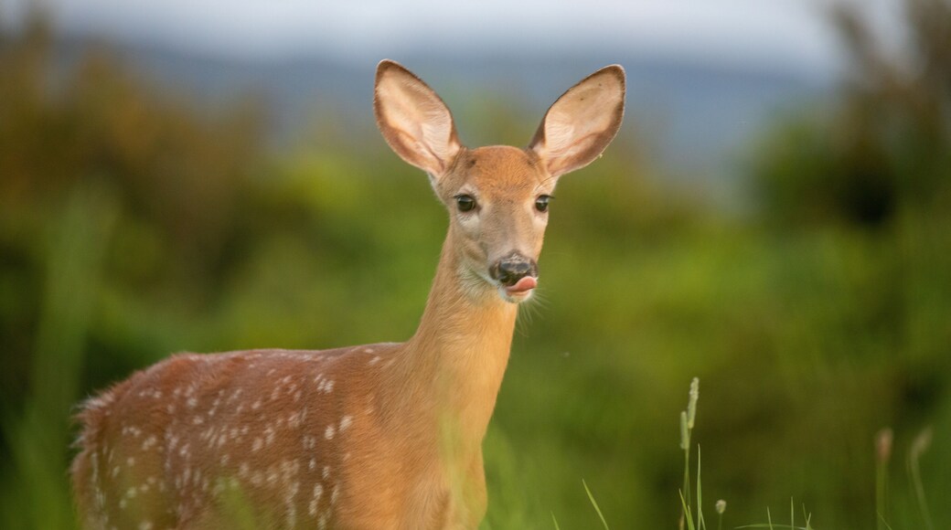 Fawn foraging for food at dusk