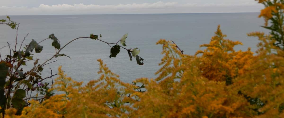 A coastal landscape with a view of the sea, overcast sky, and foreground vegetation.