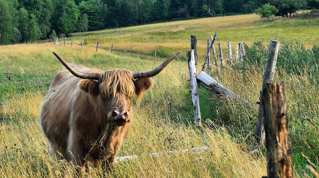 A beautiful view of the Saint Benedict Abbey in the Eastern Townships of Quebec. You can tour part of the Abbey, and the monks make and sell cheese, preserves and cider.