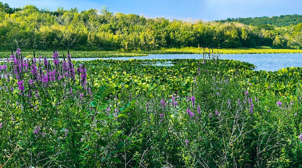 Congers, NY - USA - August 8, 2021: Horizontal sunset view of Rockland Lake's shoreline in Rockland Lake State Park at sunset.