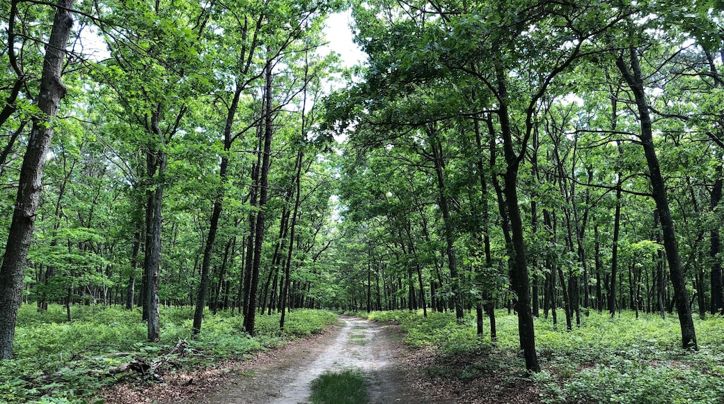 A Trail Through the Forest at Brookhaven State Park in Wading River, Long Island, NY