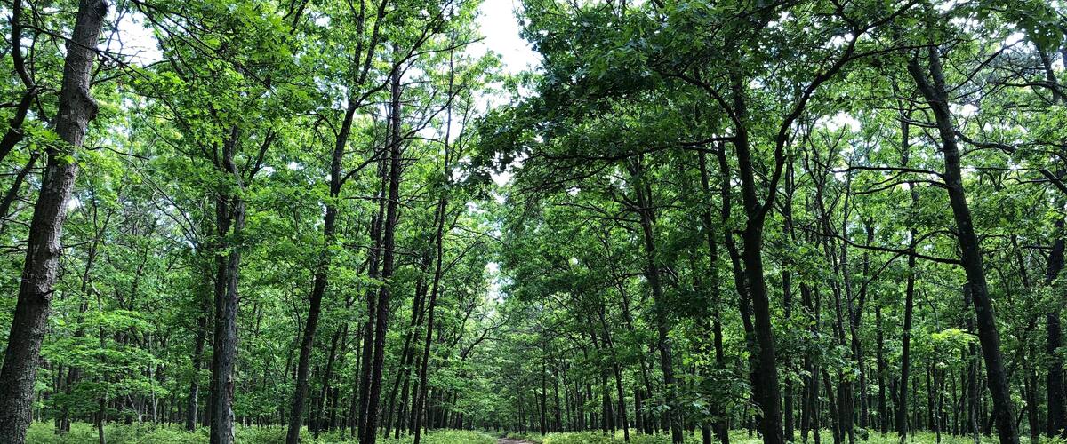 A Trail Through the Forest at Brookhaven State Park in Wading River, Long Island, NY