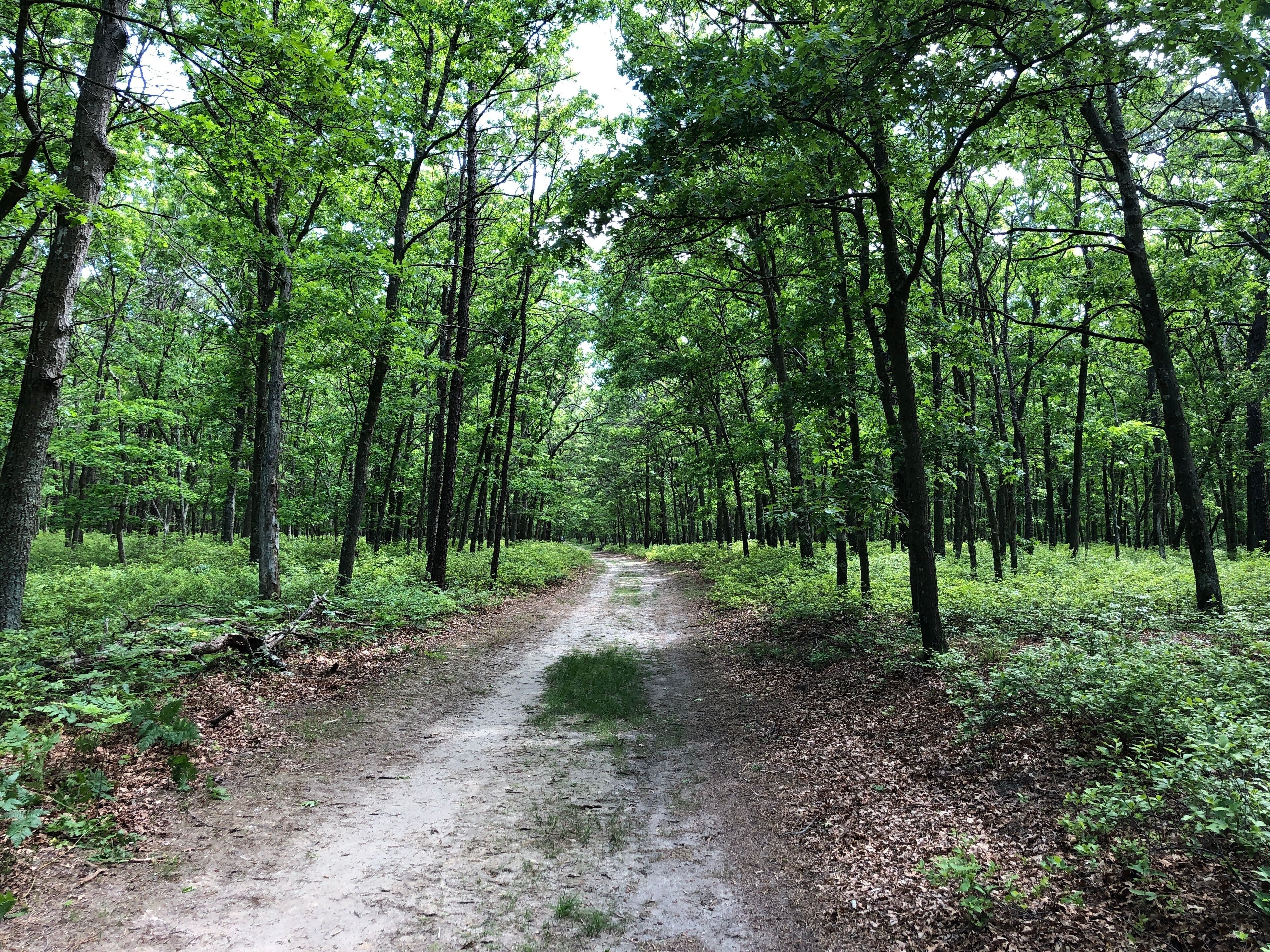 A forested dirt path surrounded by tall trees and lush greenery.