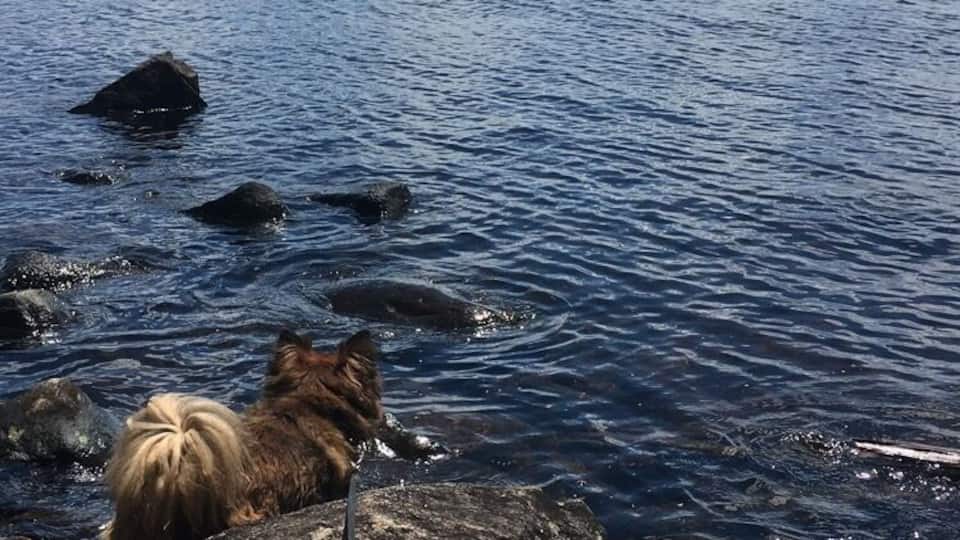 A dog on rocks by a lake with a clear sky.