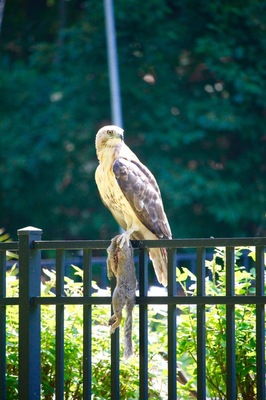 Nature 🦅