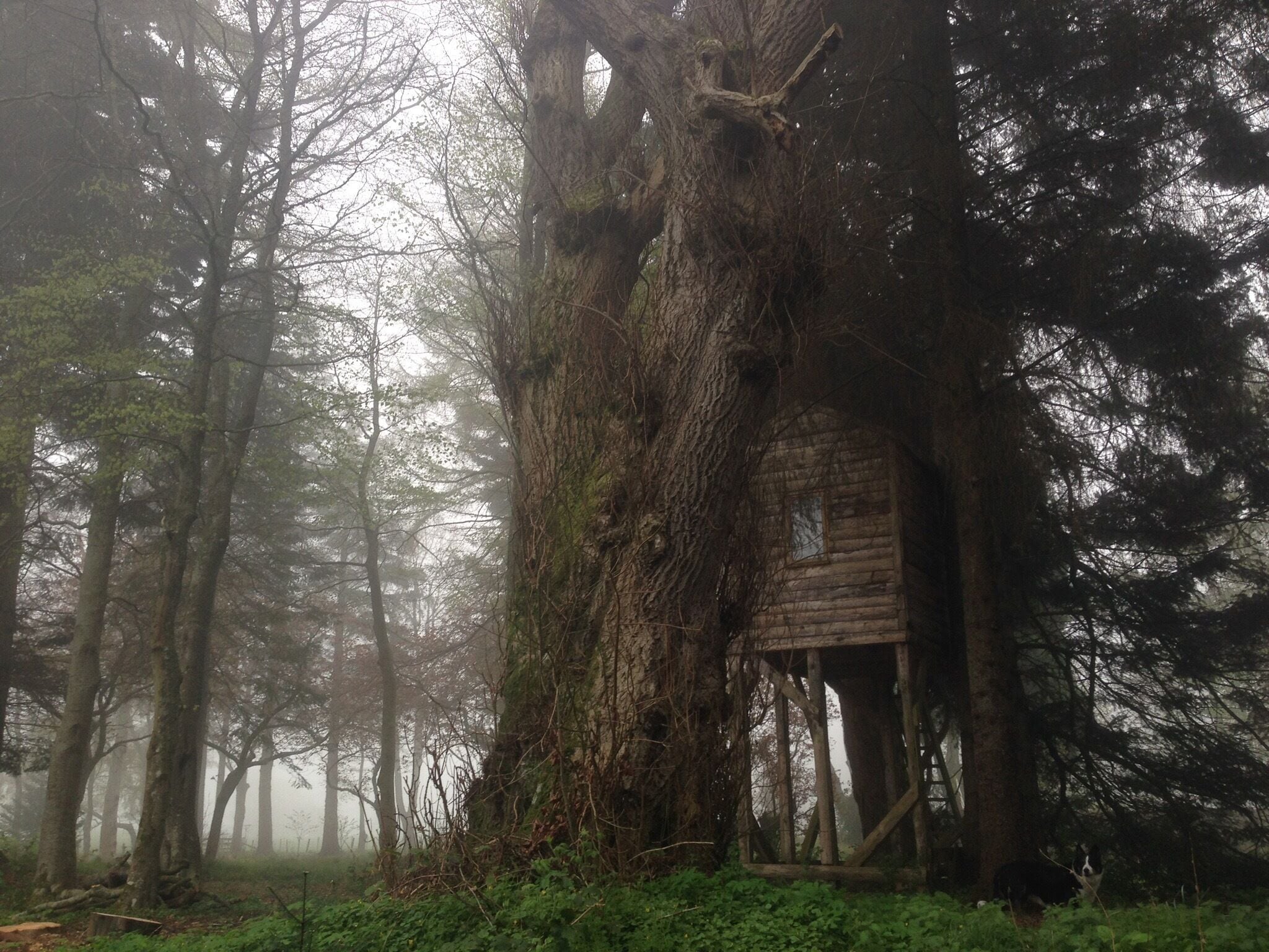 Tucked away treehouse in the grounds of dalcross castle #architecture