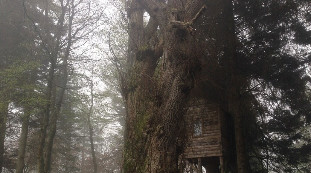 Tucked away treehouse in the grounds of dalcross castle #architecture