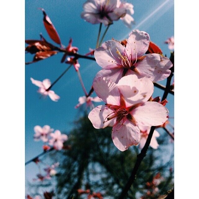 cherry blossoms blooming in the spring at Dalcross Castle, Croy
