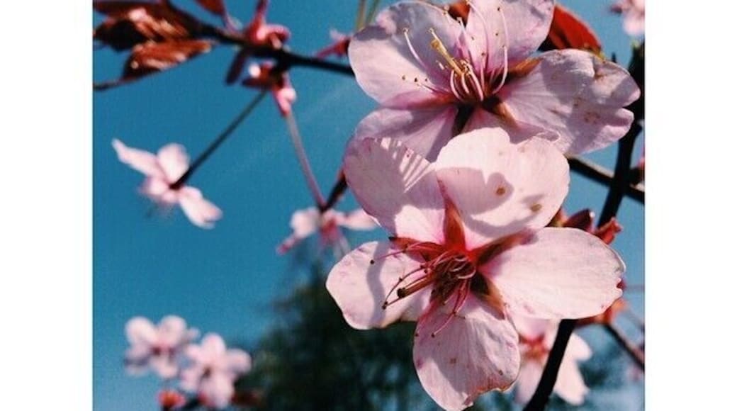 cherry blossoms blooming in the spring at Dalcross Castle, Croy