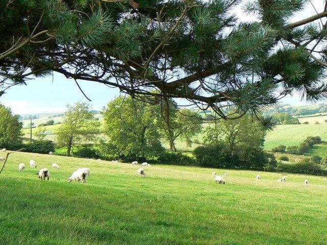 Sheep on a slope Sheep grazing near Martin's Low.