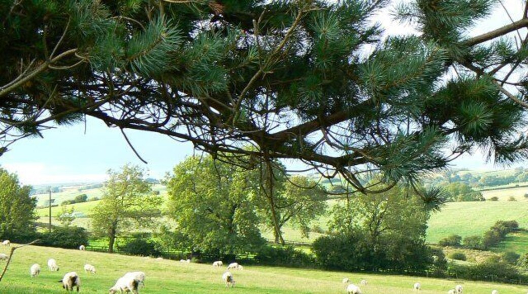 Sheep on a slope Sheep grazing near Martin's Low.