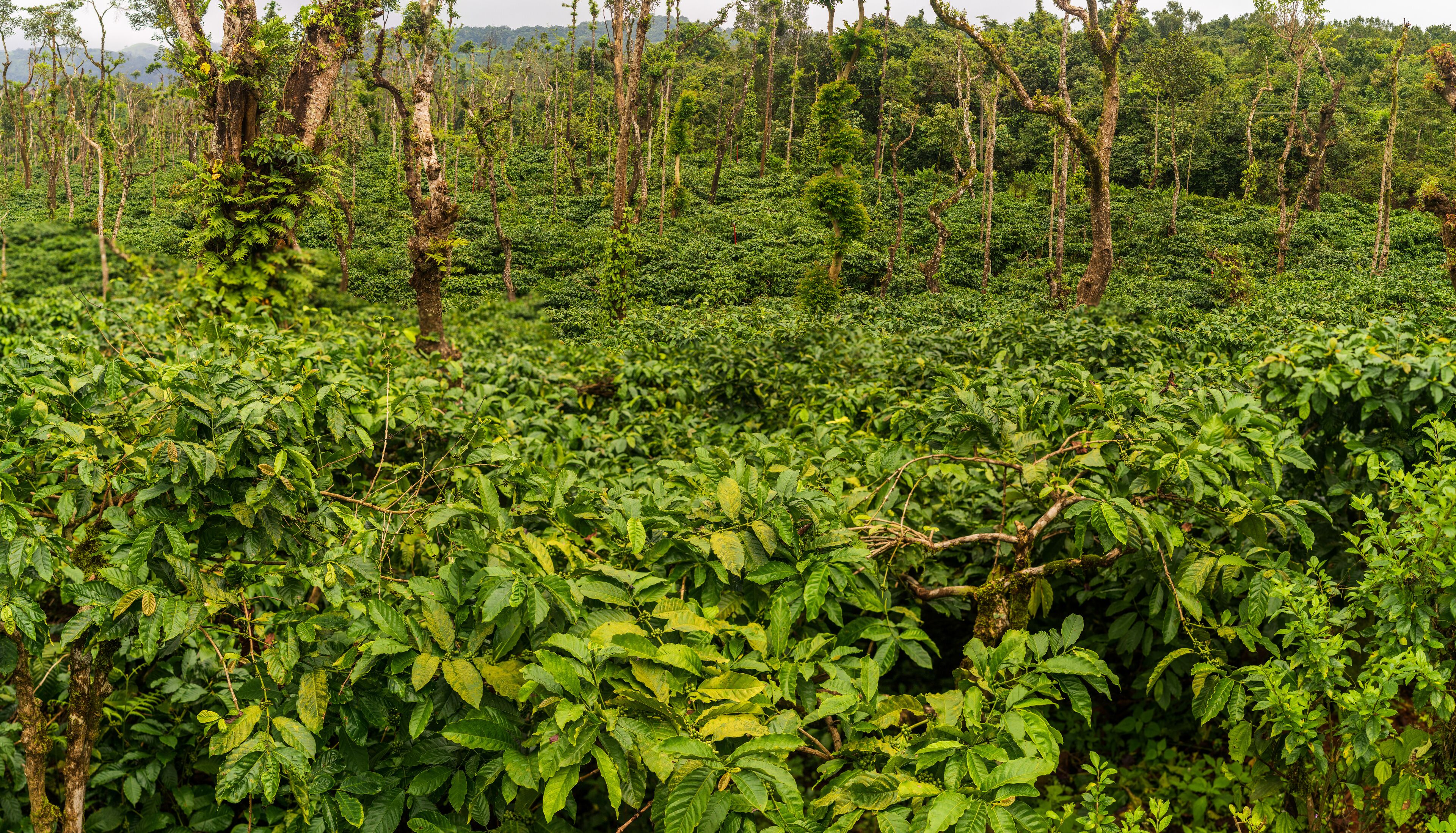 landscape view of coffee plantation in Mudigere, India